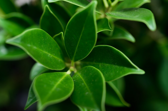 Gymnema Sylvestre